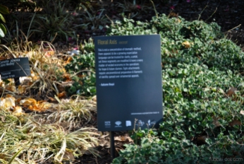 An excerpt from 'Floral Axis' by Autumn Royal in the Royal Botanic Gardens Victoria